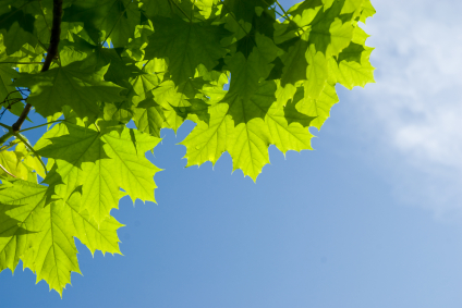 Image of tree leaves near Capital Dental Center.